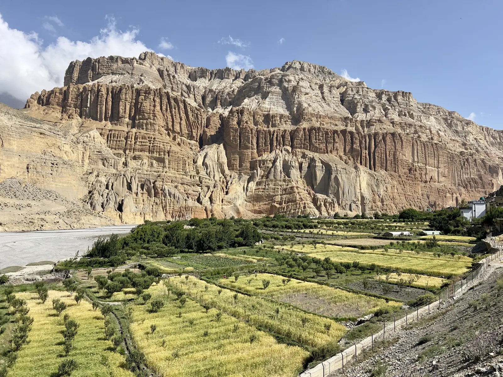 Barley fields beneath red cliffs, Mustang
