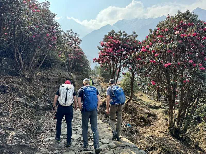 Rhododendrons in bloom on the trail