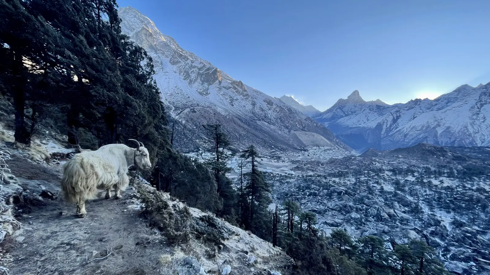 A yak above Namche Bazaar, Ama Dablam behind
