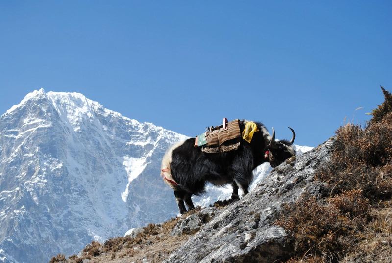 A yak on a high ridge